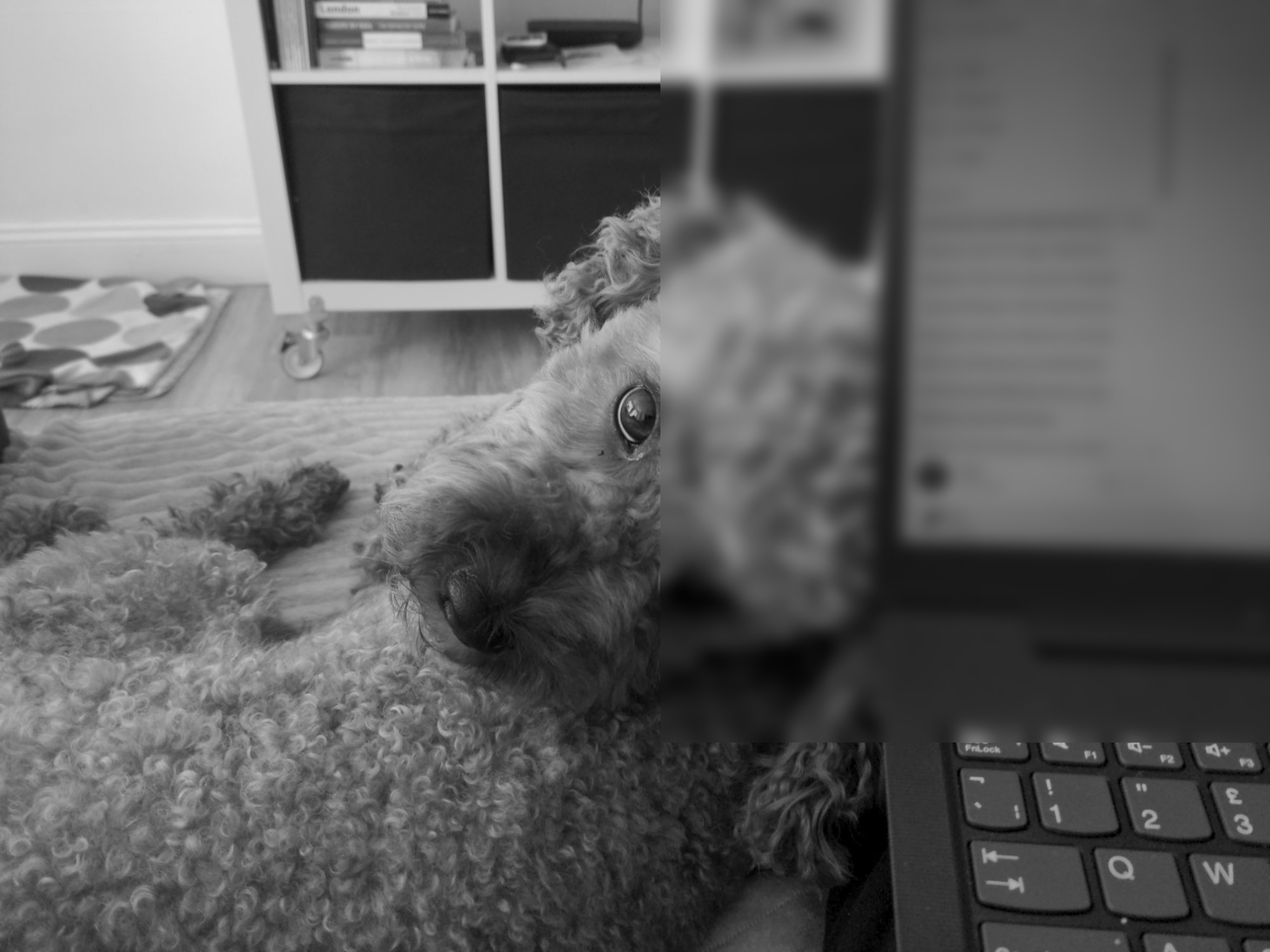 Charlie the dog giving a dirty look